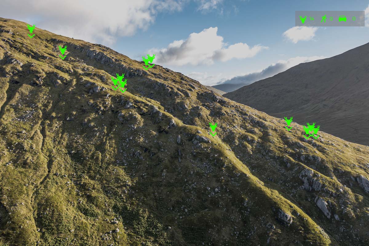 Thermal drone deer counting survey with mapped outputs