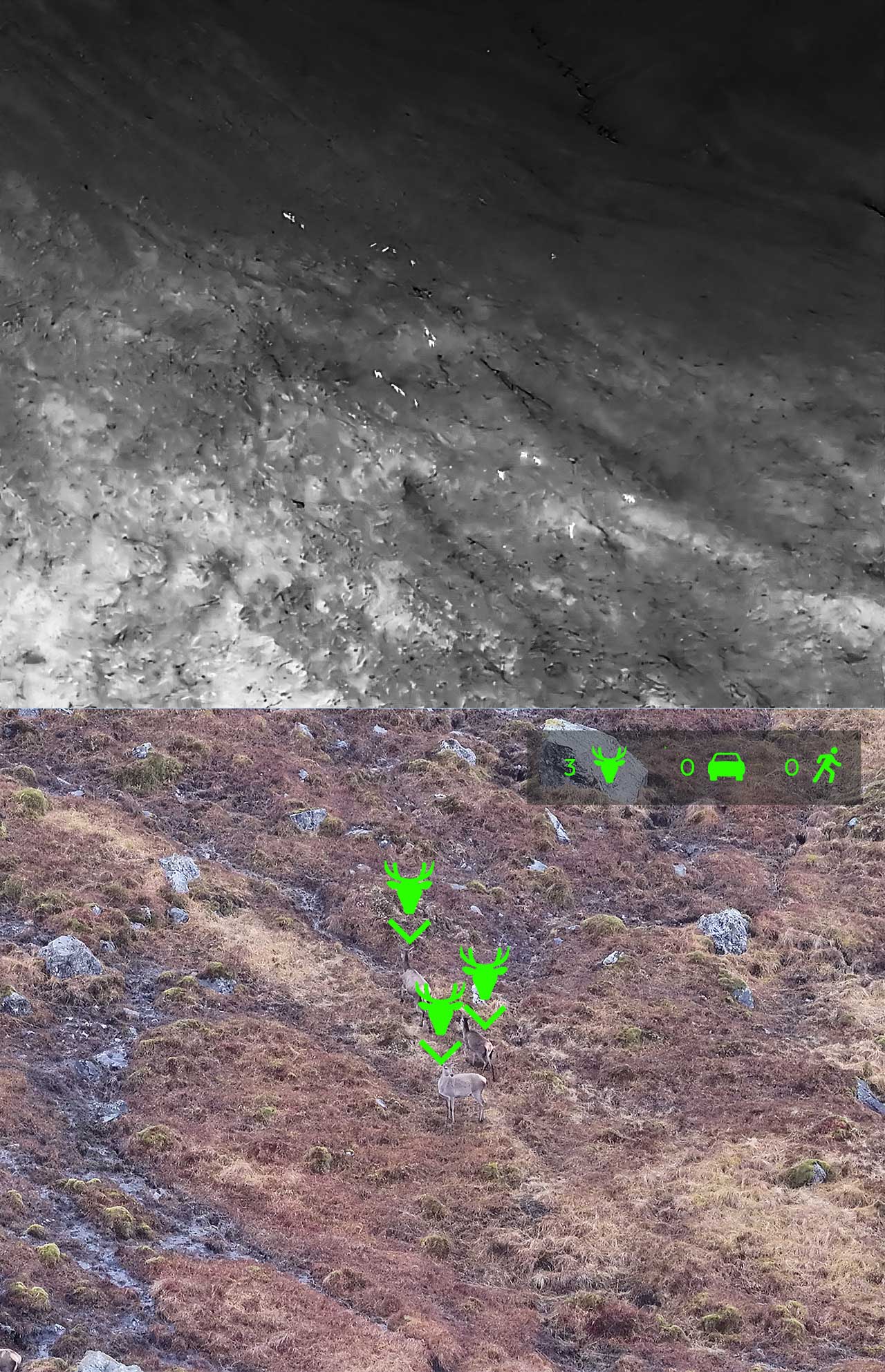 Thermal drone deer detection and long-range zoom verification in Highland terrain